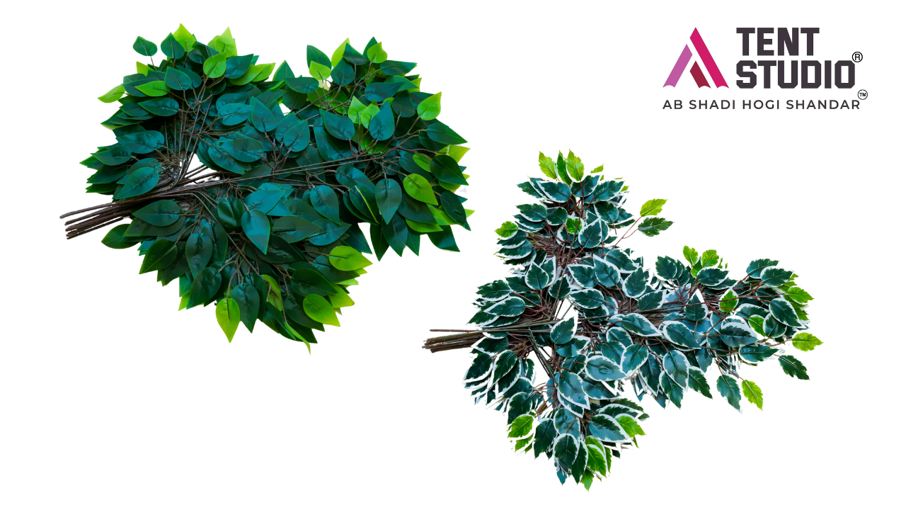 Ficus