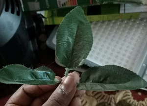 3 In 1 Patti Dark Green
