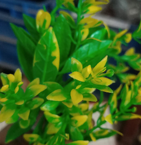 Anda Filler Dg/yellow