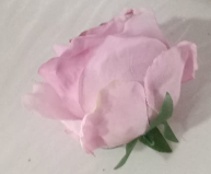 Big Rose Mocol Vt