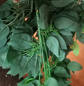 Ficus Spray Leaf