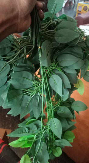 Ficus Spray Leaf 1 Ficus Spray Leaf
