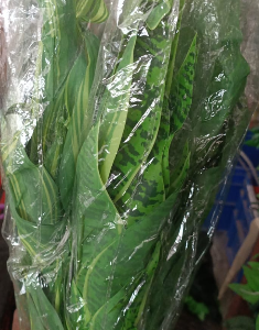 Green Patti Bunch - Dj 4394
