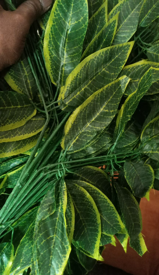 Mango Leaf Chvp1501 1 Mango Leaf Chvp1501
