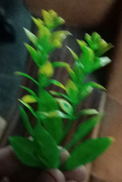 Mirchi Filler Light Green Yellow 2 Mirchi Filler Light Green Yellow - Image 2