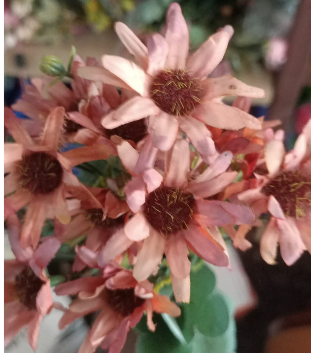 Mix Flower Bunch 1 Mix Flower Bunch