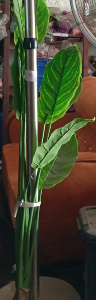 Money Plant Tree Chvp2
