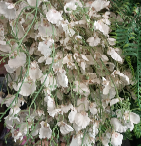 Orchid Silk 4 Stick