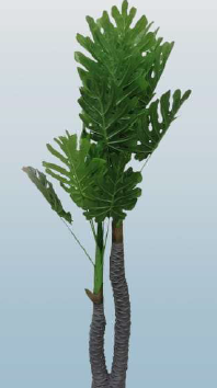 Palm Tree Chvp2 1 Palm Tree Chvp2