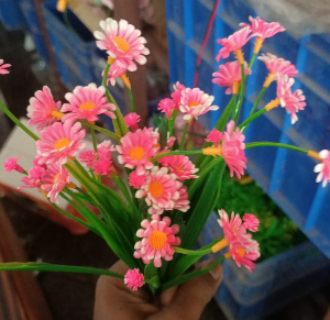 Peony Mocol Vt