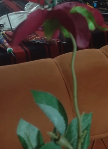Rose Valvet 2 Kali Stick