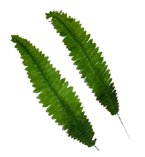 Small Ghora Patta