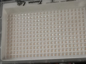 300w Taman Gold White